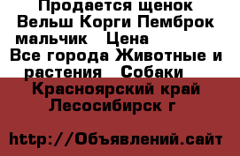 Продается щенок Вельш Корги Пемброк мальчик › Цена ­ 65 000 - Все города Животные и растения » Собаки   . Красноярский край,Лесосибирск г.